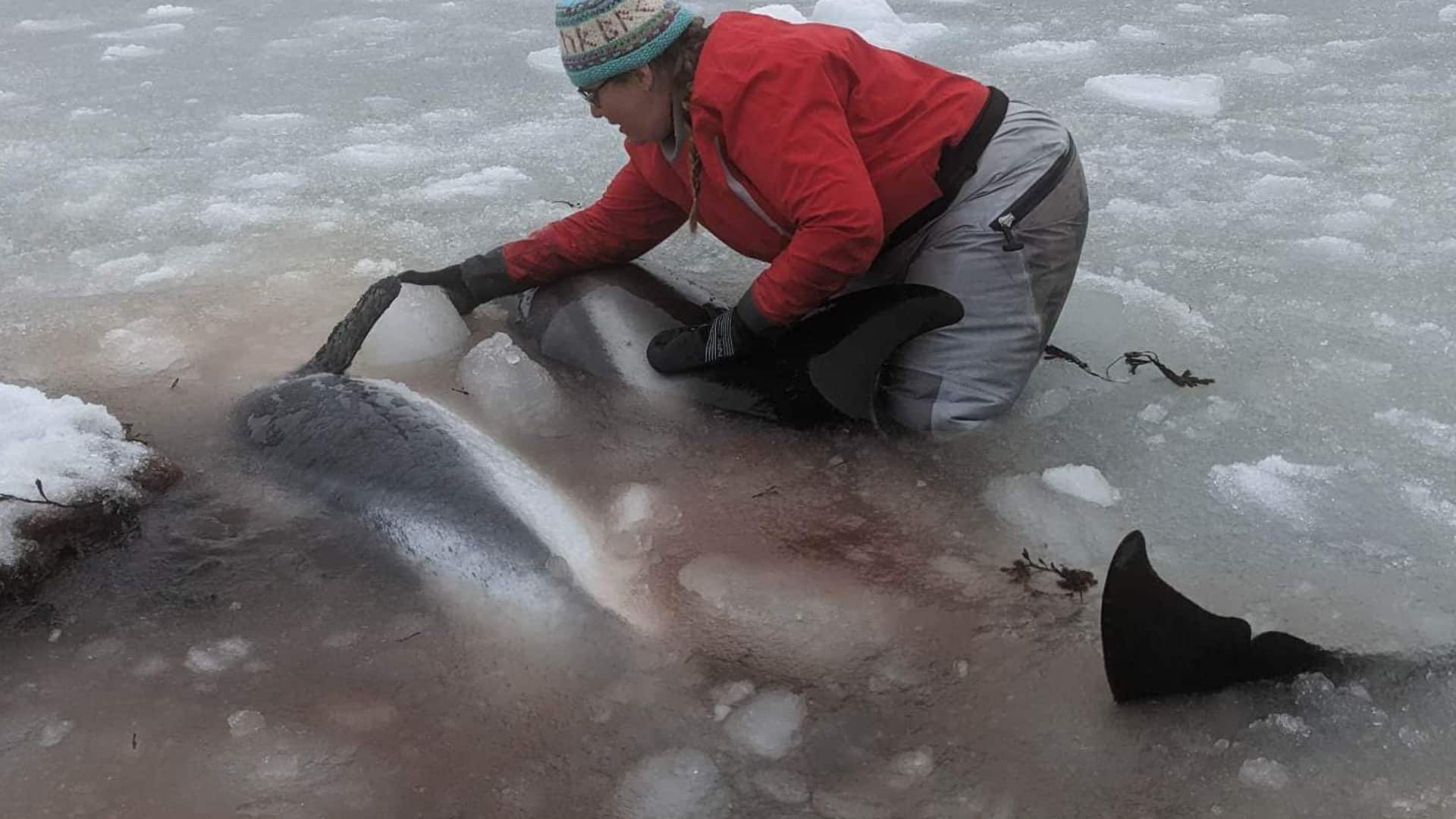 N.L. community races to rescue trapped dolphins | The Moment