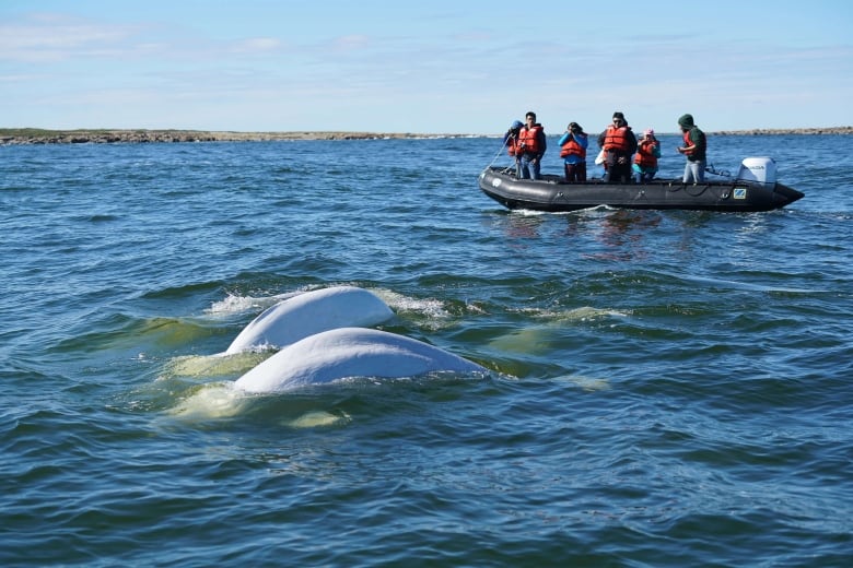 Beluga whales breach the surface of the ocean off the coast of Hudson Bay.