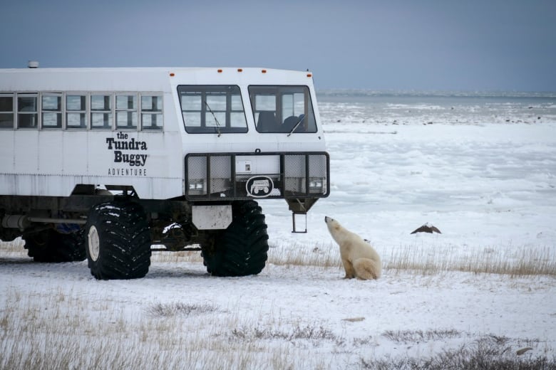 A polar bear sits in front of the Frontiers North Adventures tundra buggy.