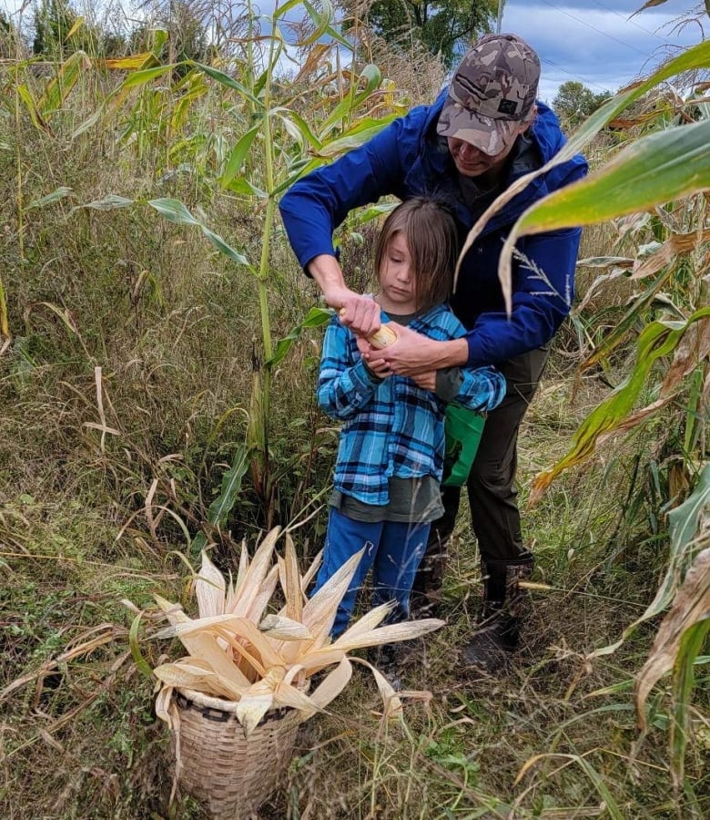 Father picks corn with son. Placing shucked corn into basket.