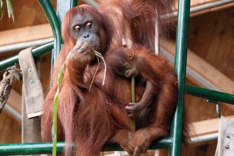 An adult and baby Sumatran orangutan much on some greens. 