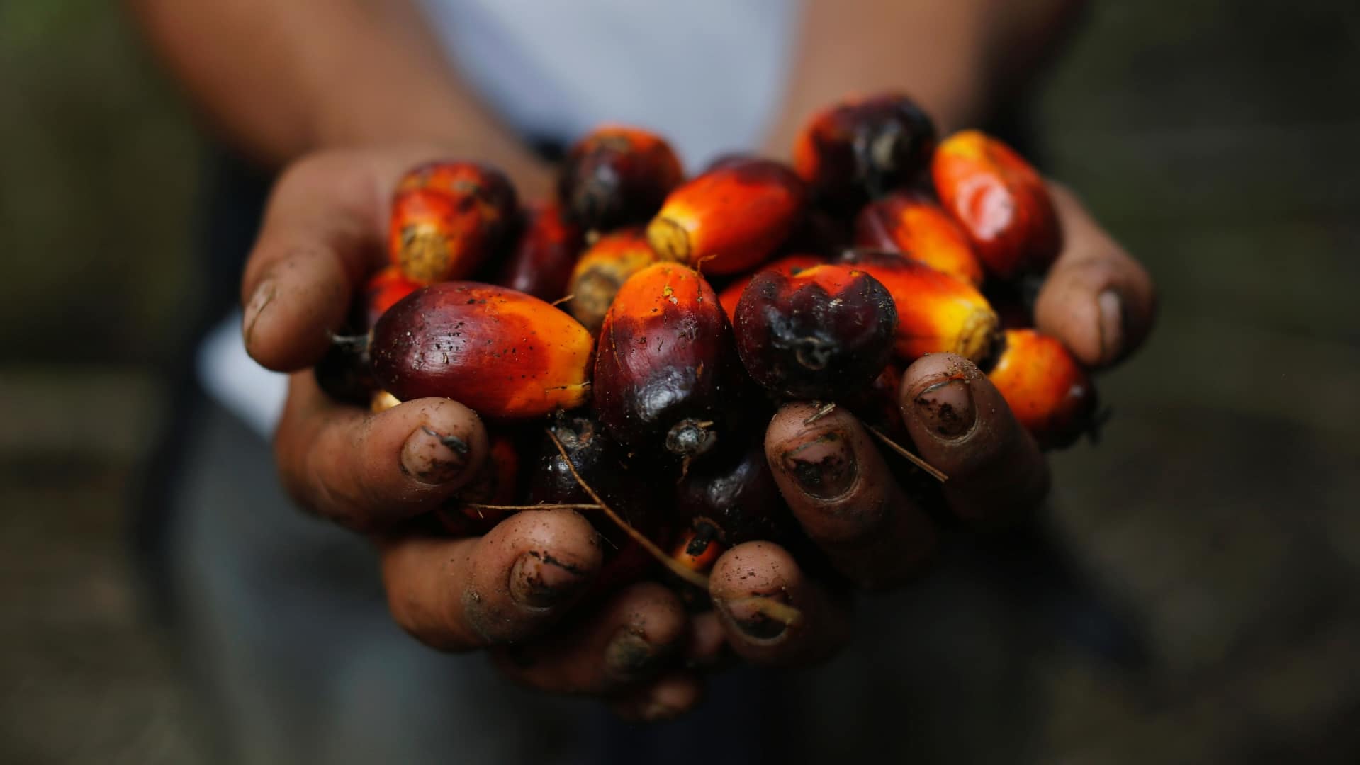 trying to avoid palm oil in the products you buy it could be harder than you think