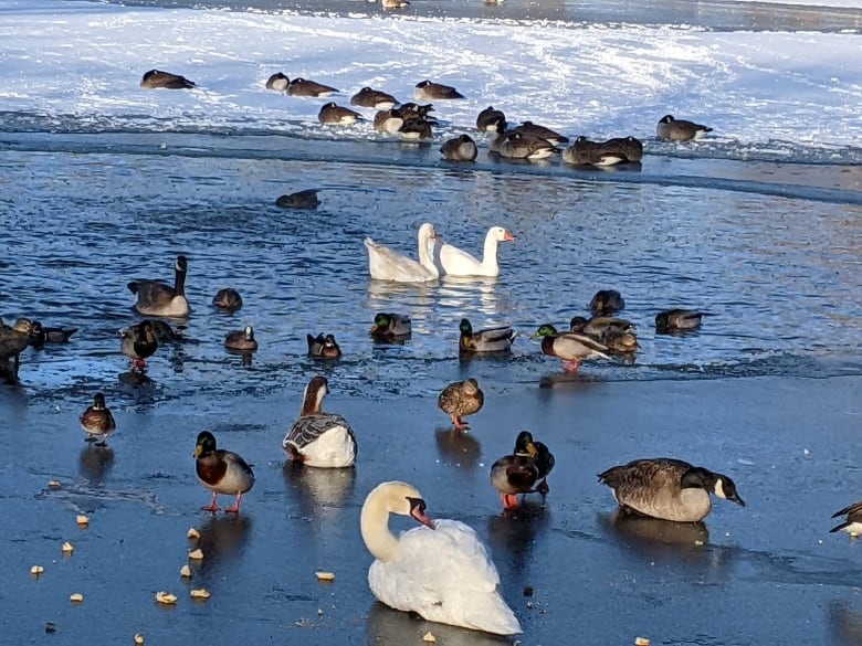 Two white geese swim in an icy lake surrounded by ducks, Canada geese, and swans.