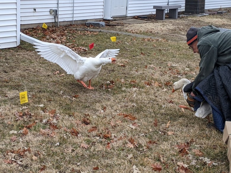 A person releases a goose onto the ground. Another goose spreads its wings and extends its neck toward them. 