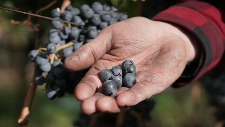 A small handful of red wine grapes are held in a man's hand. 