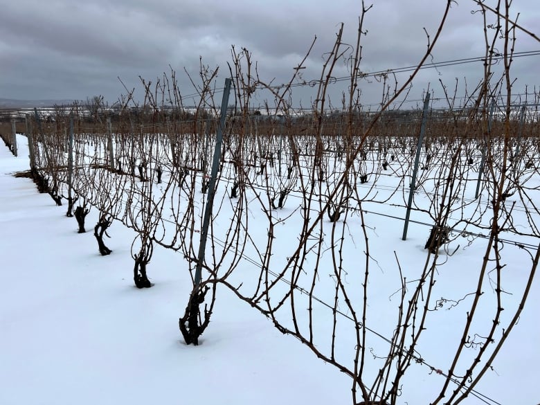 A vineyard is pictured in the winter, with snow all around the vines.