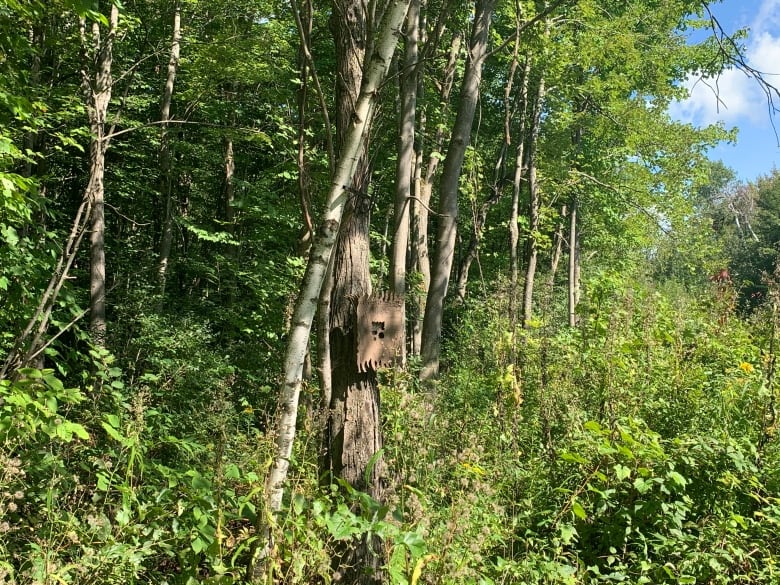 A border camera attached to a tree along the Quebec-New York State border.