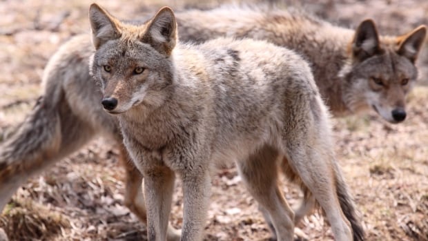 there are bounties on coyotes in southern sask as packs thrive amid falling pelt prices