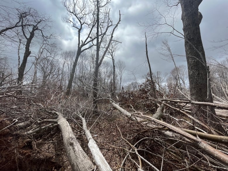 Photo showing downed and dying trees in a forest.