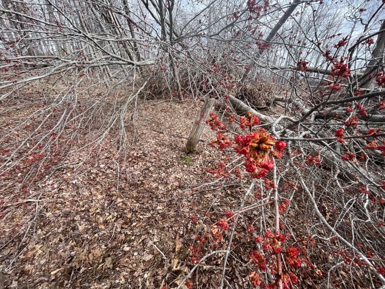 Among a forest of leafless, grey horizontal tree trunks, one has red maple flowers on it.