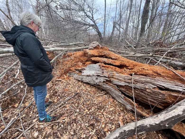 A woman looks at a large red oak trunk lying on the forest floor, showing signs that it is decaying into organic matter. 