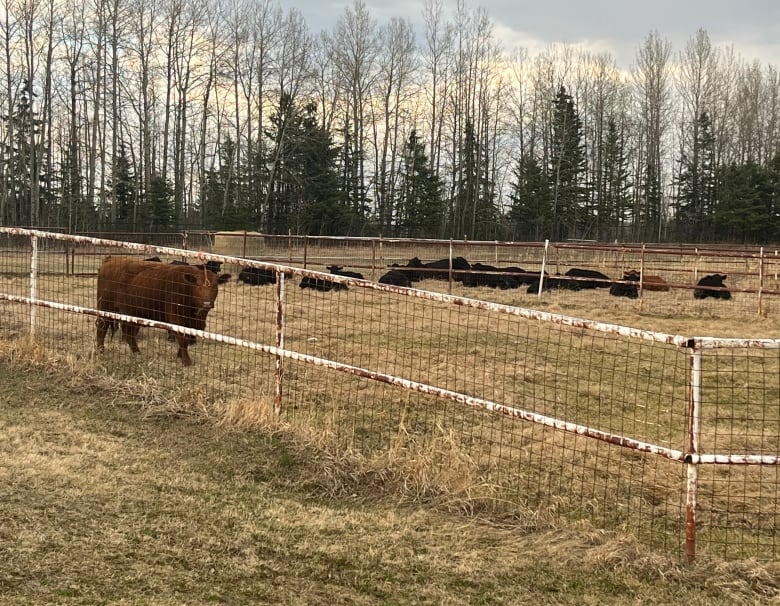 The Yellowhead Agricultural Society is providing a safe haven for farmers who have been forced out of their homes and need somewhere to house their animals. 