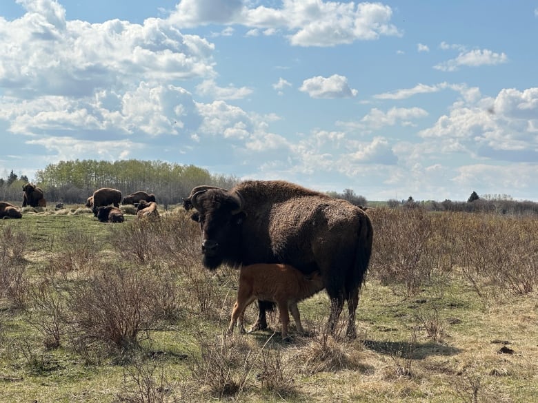 A wild bison feeds its calf in Alberta.