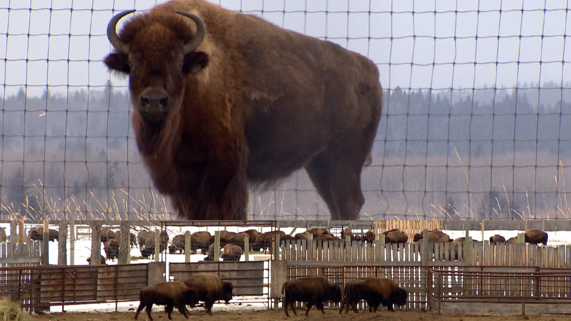 Indigenous-led bison repopulation projects are helping the animal thrive again in Alberta