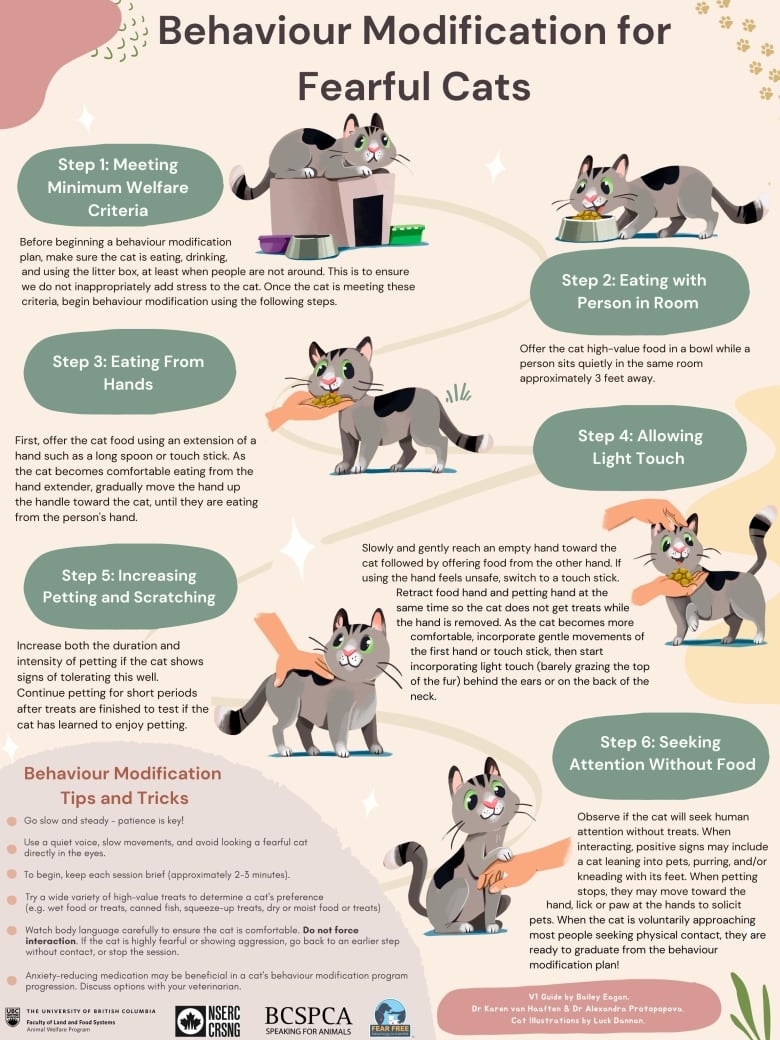 A poster of a step-by-step program that shows how to gradually introduce cats to human interaction. 