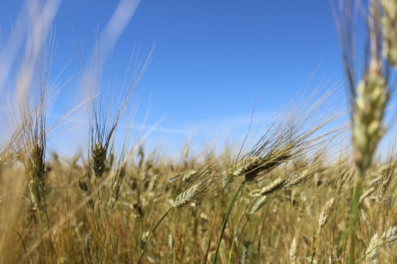 Organic wheat under a blue Saskatchewan sky in a field at Upland Organics.