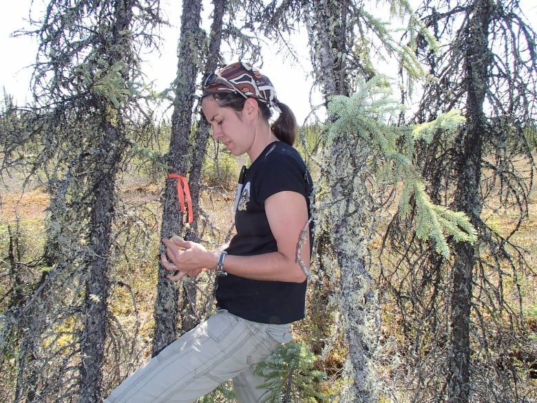 Jennifer Baltzer and a black spruce tree