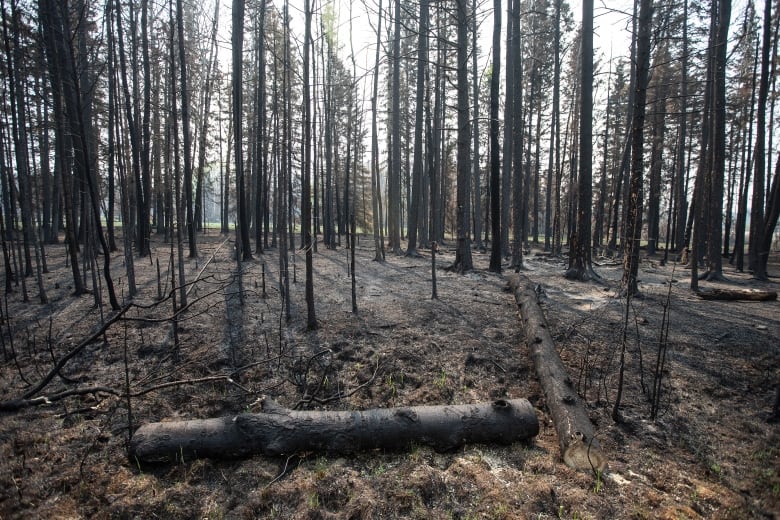 A forest of burnt trees