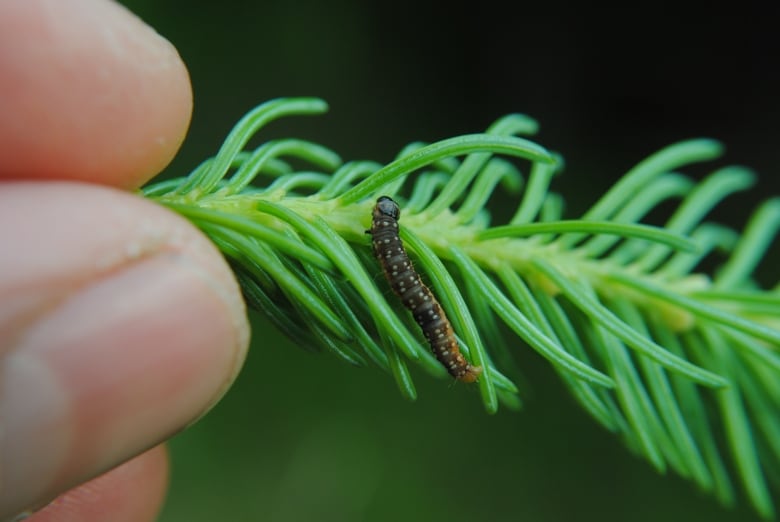 A bug crawls on a leaf