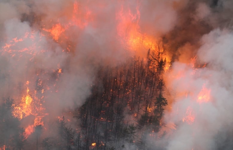 A large section of forest is engulfed in flames.