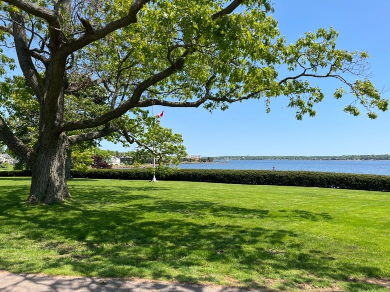A big tree overshadows the view of the watefront from Government House in Charlottetown. 