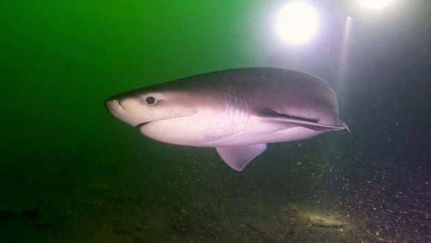 scuba divers in awe as deep water shark ends up in shallow vancouver island waters