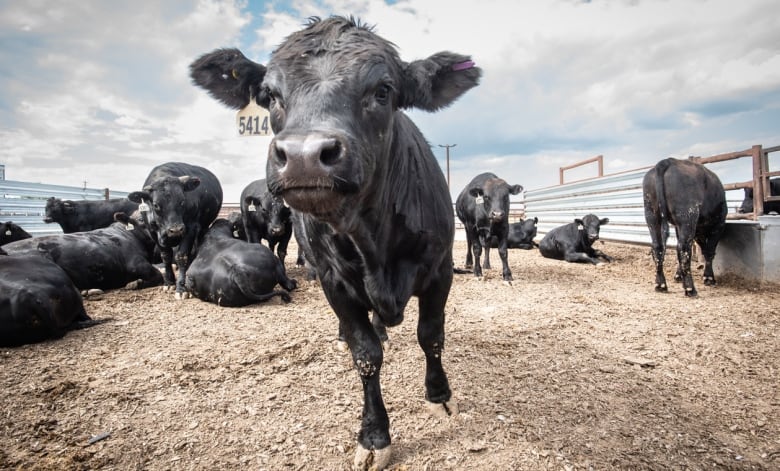 A cow is pictured at an Alberta farm.