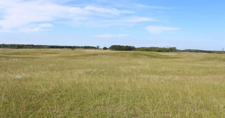  A prairie landscape in summer is shown.