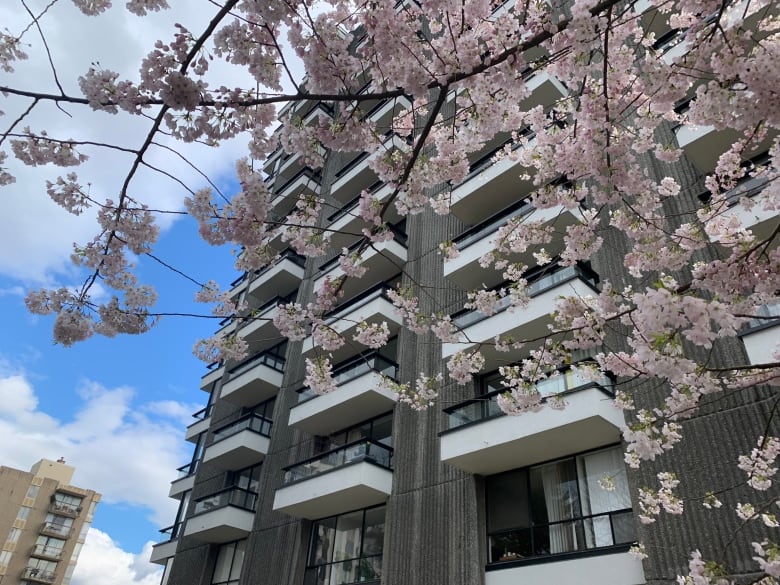A concrete 13-storey building with cherry blossoms in the foreground. 
