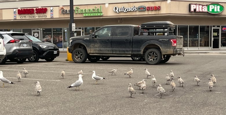Gulls in a parking lot.