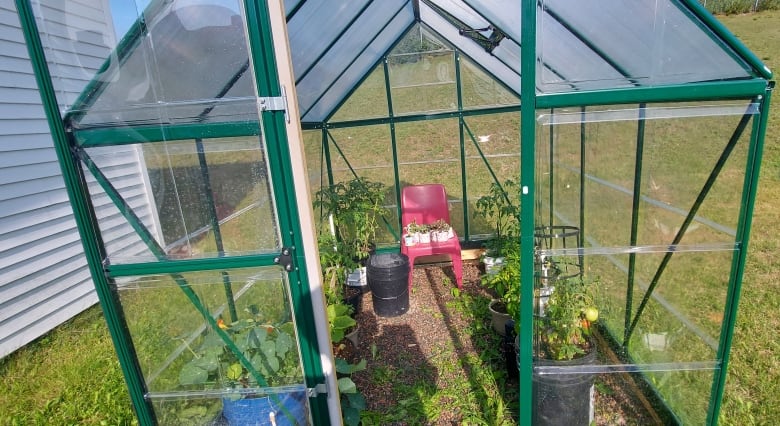 A greenhouse from the front, with the doors open. Inside are different plants.
