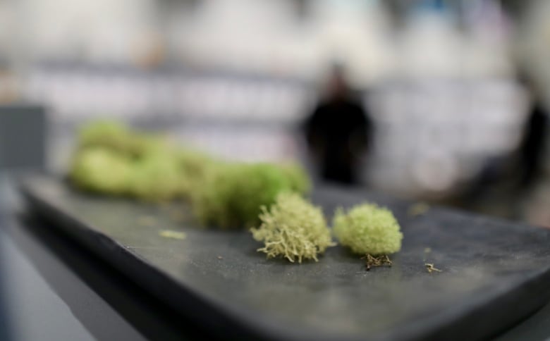 A close up of cannabis bud. 