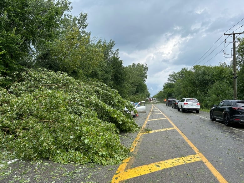 A tree is knocked down onto a road, with several cars pulled over to the side.