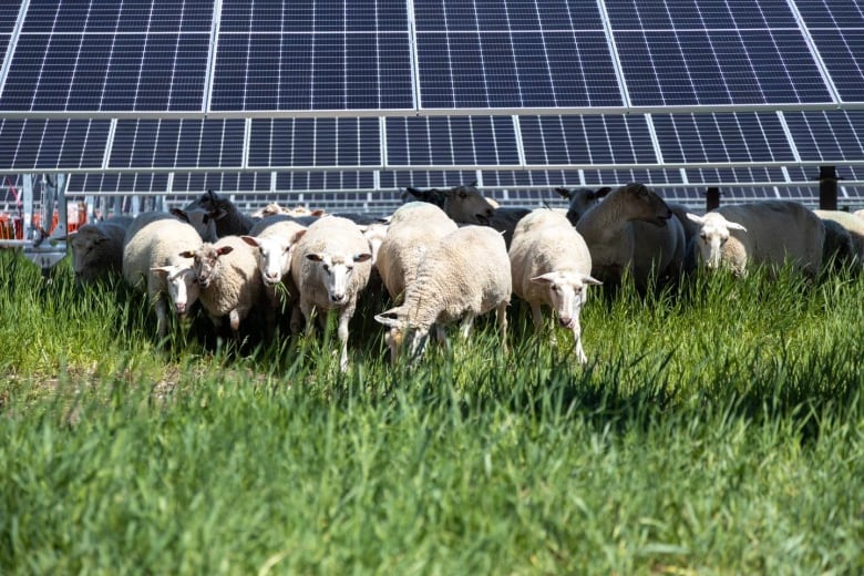 A dozen sheep graze on a field of grass, in front of a large solar array.