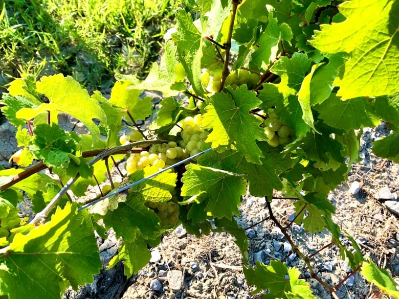 Grapes grow in vines in Niagara wine country.