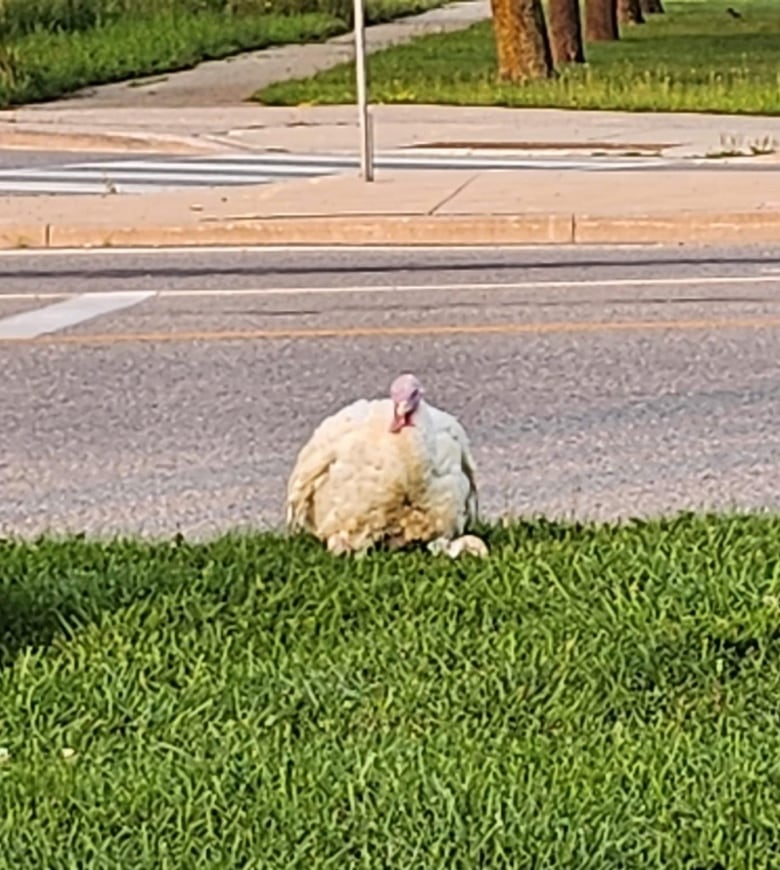 A white turkey on green grass, with a road behind them. 