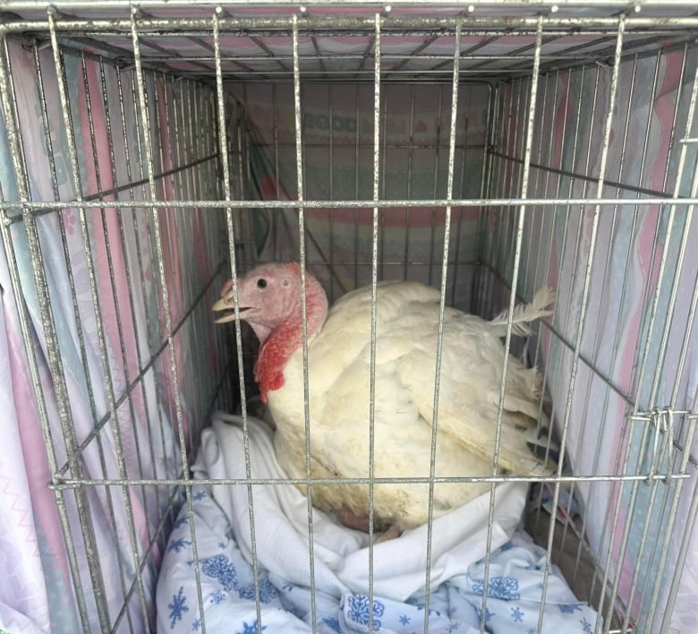 A white turkey in a small cage, with what appears to be bedroom sheets on top of it. 
