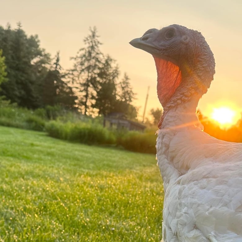 A lone turkey standing on a grassy lawn during sunrise looks out in the distance, pensively. 