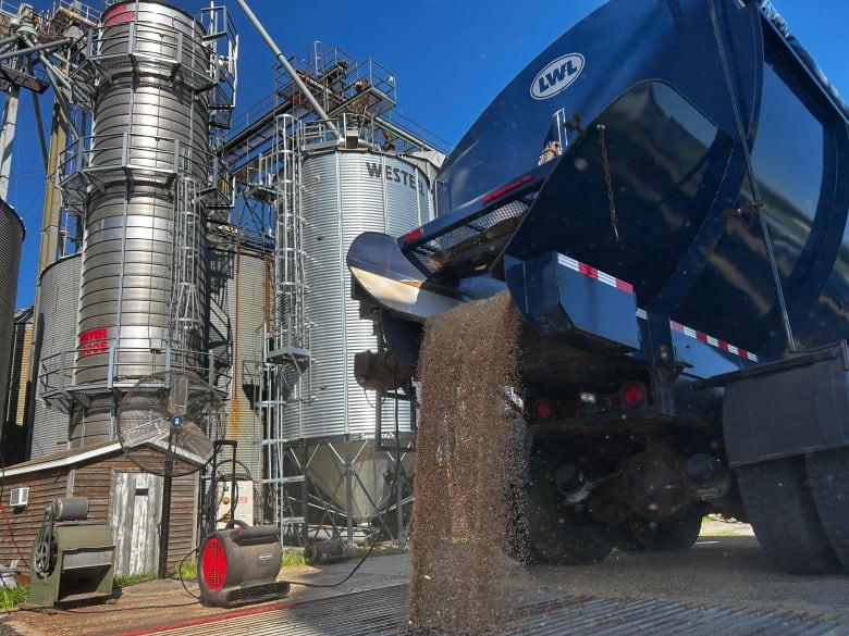 Some grain pours out of a truck for processing at a P.E.I. Grain Elevator Corporation site.