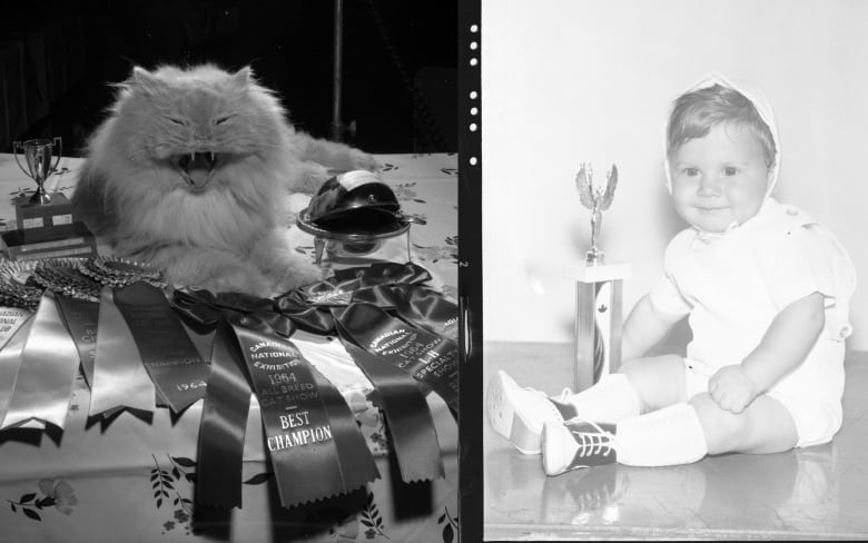 Cat with trophy and ribbons infront of it in one photo and a baby sitting with a trophy in the other photo.