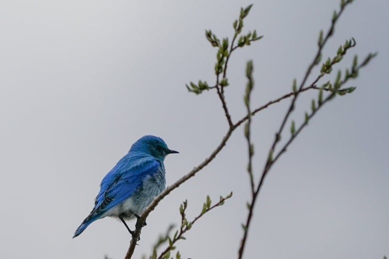 A bluebird perches on a slim tree branch.