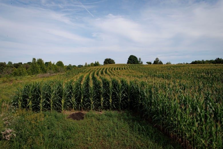Corn fields.