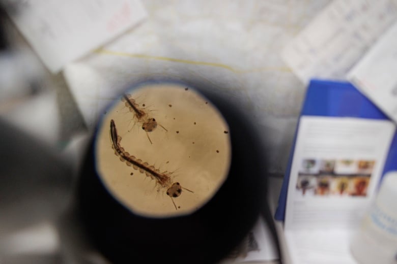 Psorophora ferox mosquito larvae are pictured under a microscope in a Peel region public health lab used as part of a West Nile Virus screening program on Aug. 1, 2023.