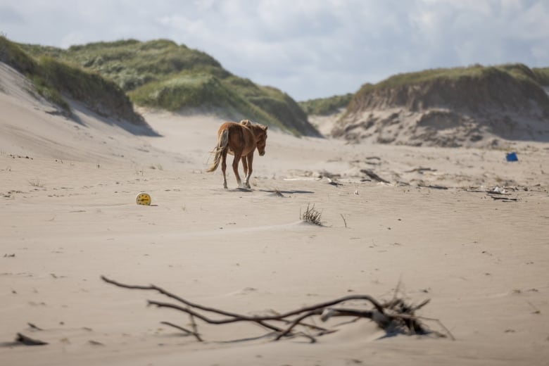 A horse walking in the sand. 