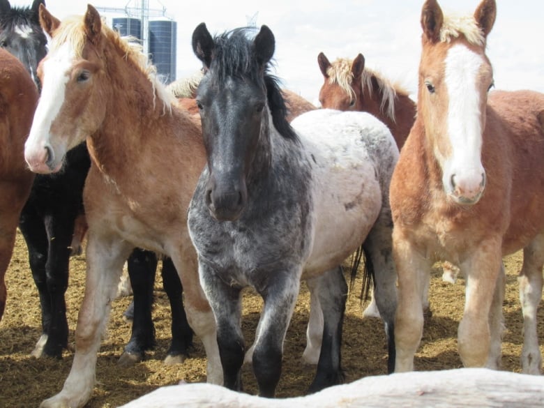 Draft horses of various colours stand in a line. They stand on a bed of straw.