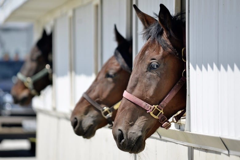 Two horses are seen looking out from a barn