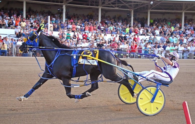 A horse and harness racing driver in the foreground, with a crowd visible in the background.
