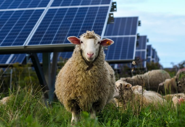 Sheep in the foreground, including one looking at the camera, with solar panels in the background.