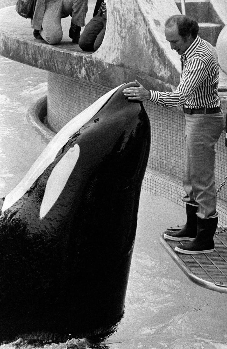 A man pets a giant killer whale in an aquarium.