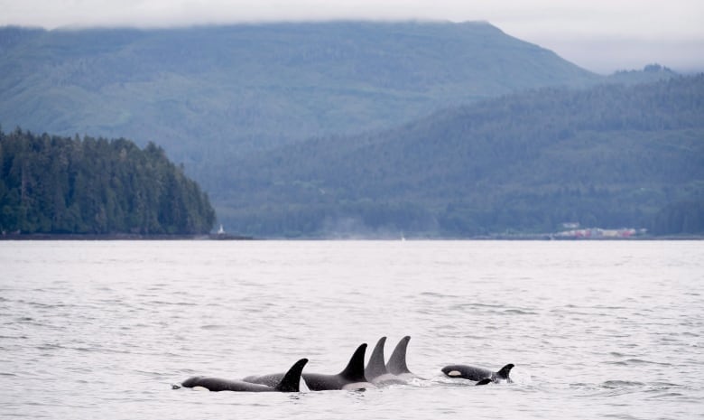 A group of killer whales swim past islands.